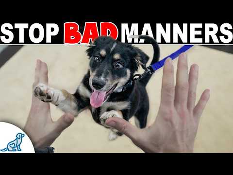 How to Stop Your Dog From Jumping Up on People thumbnail