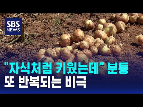 "자식처럼 키웠는데" 분통..또 반복되는 비극 / SBS thumbnail