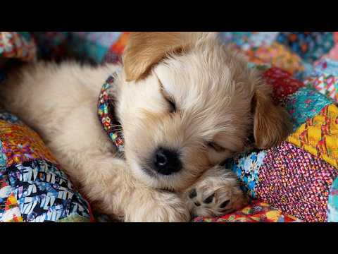 Relaxing Sounds and Music for Anxious Dogs thumbnail