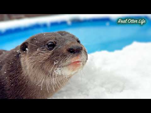 雪の上を走り回ったり泳いだり！？大雪でテンション爆上がりのカワウソたちが面白すぎる [元ネタ] Otters Having the Best Time in Snow! thumbnail