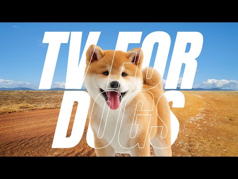 Relax My Dog TV: The Best Boredom Busting Videos for Dogs with Anxiety! thumbnail