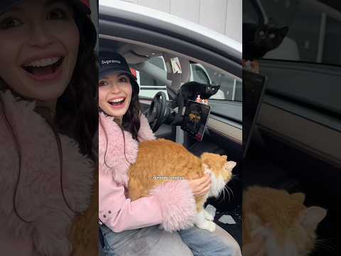 Bilgisayar almaya gitmişken nasıl kedi sahibi oldum🐈 #meryemcan thumbnail