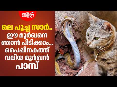 ലെ പൂച്ച സാർ.. ഈ മൂർഖനെ ഞാൻ പിടിക്കാം | Cat Vs Cobra Snake | Snakemaster EP 1186 thumbnail