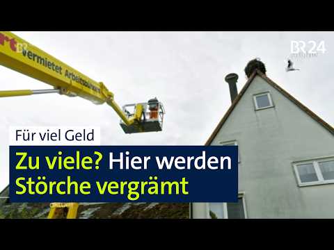Immer mehr Tiere und Dreck: Gemeinde investiert in Storchen-Vergrämung | BR24 thumbnail