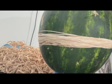 EXTREME WATERMELON EXPLOSION!!!! thumbnail