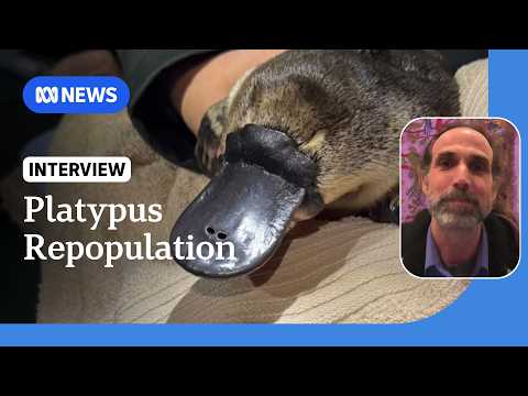 Platypuses make comeback in Royal National Park after oil spill | ABC NEWS thumbnail