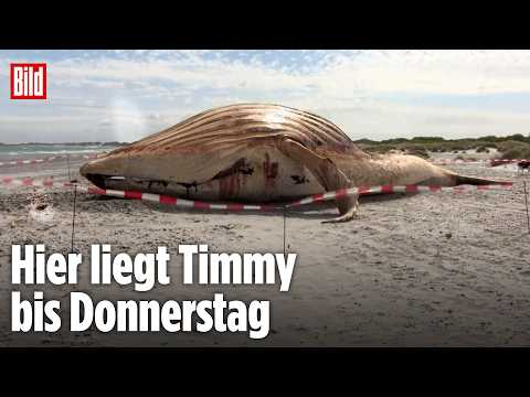 Timmys Kadaver wurde endlich aus dem Wasser gezogen! LIVE bei BILD thumbnail