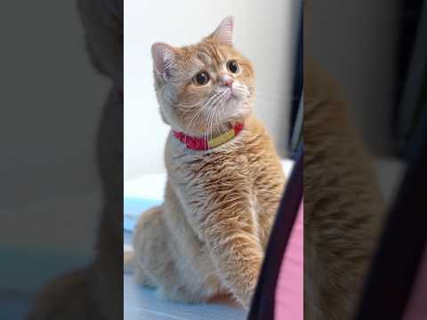Your Little Rescuer! 😼 thumbnail