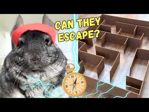 The Chinchilla Double Maze thumbnail