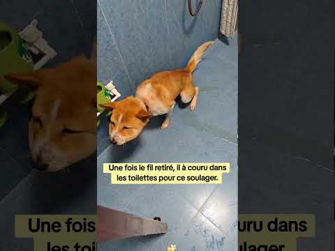 Pauvre petit ? #chien #animaux #dog #viral #rescuedog thumbnail