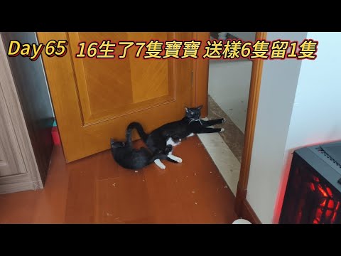Day65  16的6隻寶寶被順利領養 留下一隻 叫小白😁#貓 #貓咪日常 #cat  thumbnail