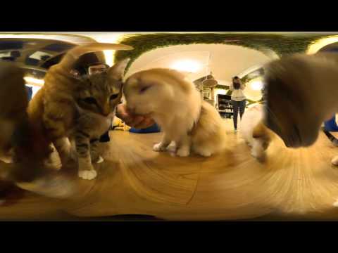 DigitalRev TV Cat Café Footage [KODAK SP360 4K] thumbnail