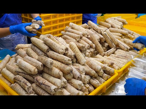 Fish Roe mass production factory! Delicious Fried Fish Roe Making - Taiwan Food 魚卵量產工廠! 美味炸魚卵製作 thumbnail