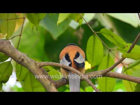 Birdlife at Wilderness Orchard featuring the Rufous Treepie and Brown-headed Barbet. thumbnail