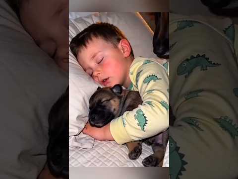 Dogs and Babies Bond #dogs #babies #dogandbaby #viralvideo thumbnail