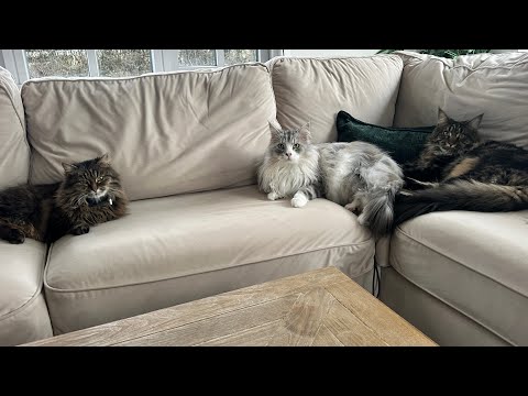 Who Said Threes A Crowd? Stray Cat Bonds With House Maine Coons  thumbnail