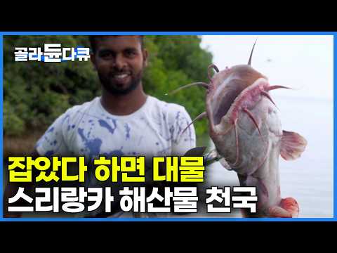 배도 필요 없다. 해수와 민물이 만나는 곳에 작살 몇 번 찔렀더니｜많이 잡지도 않는다. 축복 받은 어장 스리랑카 라군｜인간과 바다 ｜#골라듄다큐 thumbnail