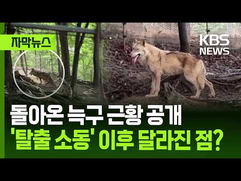 [자막뉴스] 돌아온 늑구 근황 공개…'탈출 소동' 이후 달라진 점? / KBS 2026.06.05. thumbnail