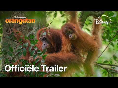 Disneynature’s Orangutan | Officiële Trailer | Disney+ thumbnail