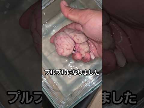 スーパーで脳ミソ買ってきた #冷凍食品 thumbnail
