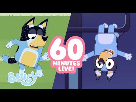 🔴LIVE: Bandit Plays Football! 🏈 | Fruitbat Bluey Clip + 1 HOUR ✨ | Bluey thumbnail