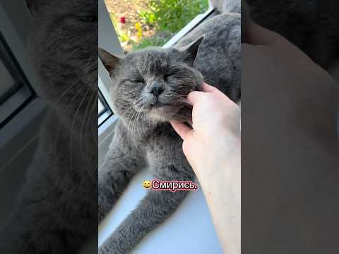 Кот выбрал себе квартиру, не спросив хозяев ? thumbnail