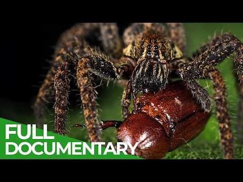 World’s Most Toxic Animals - No Antidote | Free Documentary Nature thumbnail