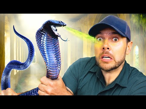 Catching Spitting Cobras in Abandoned Hotel! thumbnail