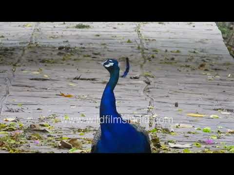 Indian peafowl roaming at Wilderness Orchard in New Delhi thumbnail