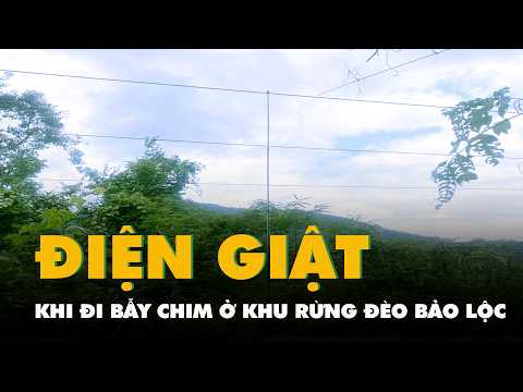 Bị điện giật chết khi đi bẫy chim ở khu rừng đèo Bảo Lộc thumbnail