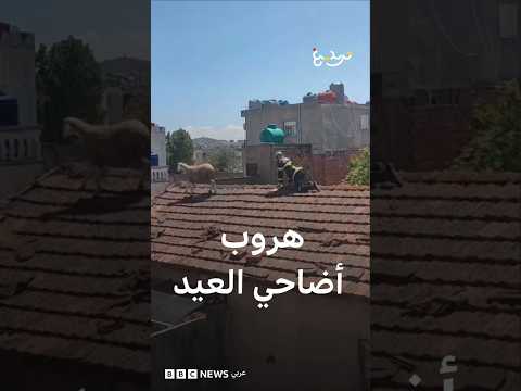 من المغرب إلى الجزائر… فيديوهات طريفة  لهروب أضاحي العيد thumbnail