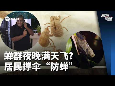 前线追踪 | 蝉群夜晚满天飞？ 居民撑伞“防蝉” thumbnail