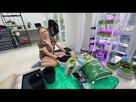 Чем я занимаюсь ВЕЧЕРОМ? Пересаживаю огурчики в горшки !  thumbnail