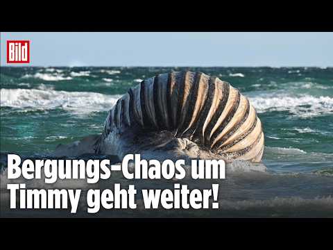 🔴 Timmy liegt weiter vor Anholt! Wird sein Kadaver heute endlich geboren? Jetzt LIVE bei BILD thumbnail