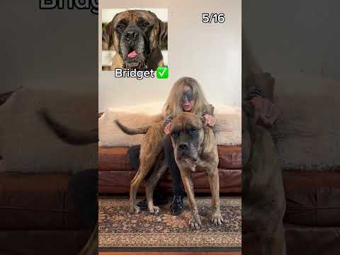 Do you think YOU could've guessed them ALL correctly?🧐were you able to guess which dogs are hers?🤭 thumbnail