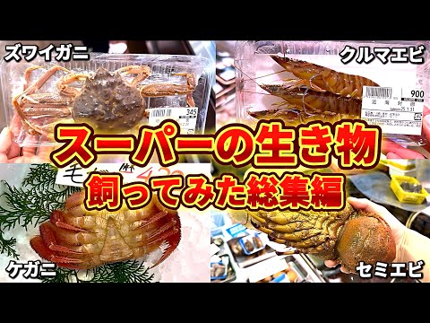 【総集編】スーパーの生き物全部飼ってみた thumbnail