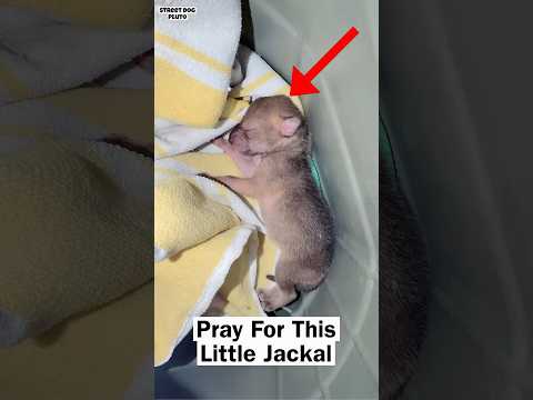 Pray For Little New Born Jackal Baby ? thumbnail