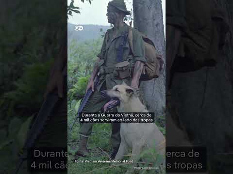 Cães de guerra evitaram 10 mil mortes, mas foram deixados para trás após o Vietnã thumbnail