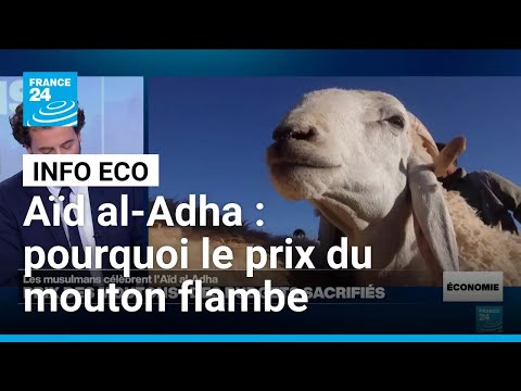 Aïd al-Adha : pourquoi le prix du mouton flambe dans plusieurs pays • FRANCE 24 thumbnail