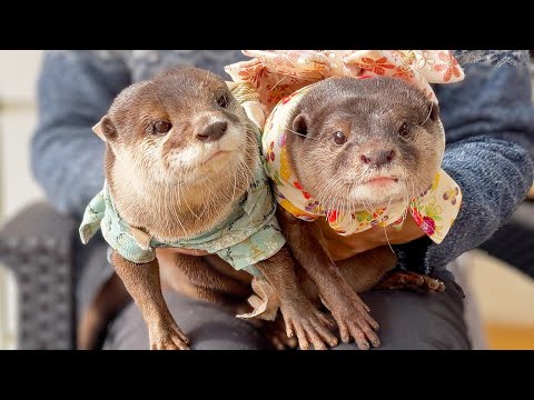 カワウソたちと豪華お魚のお造りで新年を祝ってみたら、やっぱりコメディにしかならなかった Funny otters celebrate the New Year [Original Video] thumbnail