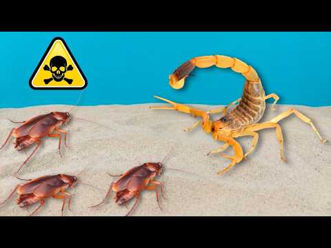 Nueva mascota: el ESCORPION más VENENOSO del mundo vs una CUCARACHA thumbnail