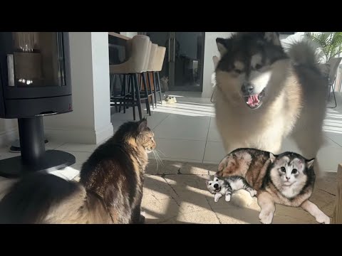 Husky Reacts To Cat Trying To Play! (He's So Cute!!) thumbnail