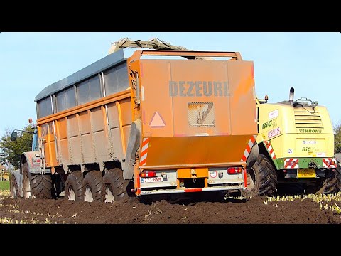 Belgian Mud Wrestling in Maize | Krone BiG X 850 on Tracks | Dezeure Trailers w/ Drive Axles thumbnail