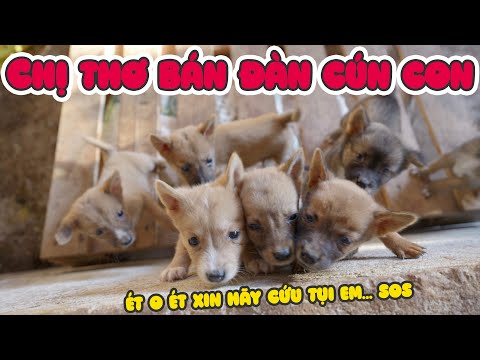 Chị Thơ Bán Đàn Cún Con Và Bẫy Câu Cá Lưới Ma Thuật Ảo Diệu Quá thumbnail