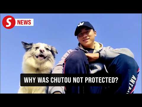 Celebrity dog with over 1.5 million followers stolen, slaughtered in China thumbnail
