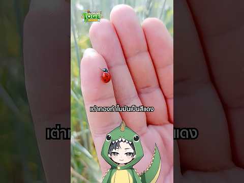 เต่าทองทำไมถึงเป็นสีแดง.. ไม่เป็นสีทอง | TOGE トゲ thumbnail