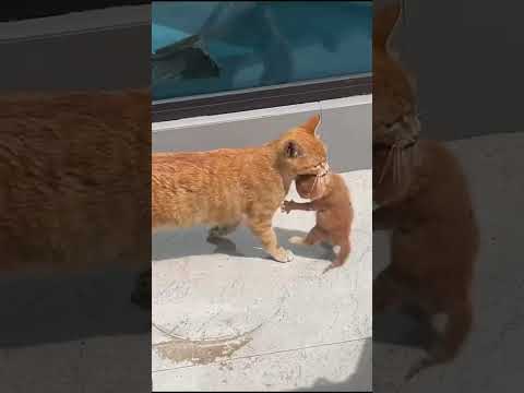 🐾 "الأمومة.. قوة لا تعرف المستحيل thumbnail