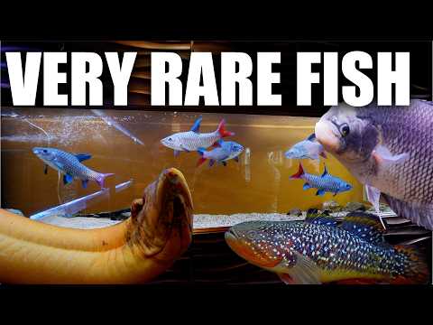 LUXURY FISH ROOM PRIVATE TOUR!! These aquariums will blow your mind! thumbnail
