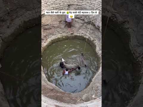 Nandi Maharaj was rescued from the well."?? #sewa #help #helping thumbnail