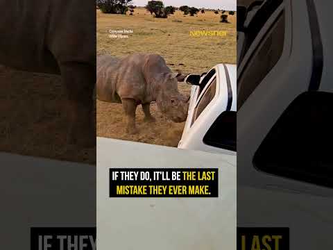 Furious Rhino Lifts the Car Like It’s Nothing ? thumbnail